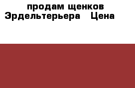 продам щенков Эрдельтерьера › Цена ­ 15 000 - Челябинская обл., Челябинск г. Животные и растения » Собаки   